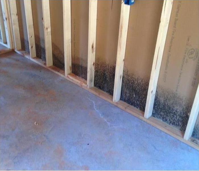 Mold on sheet rock in home