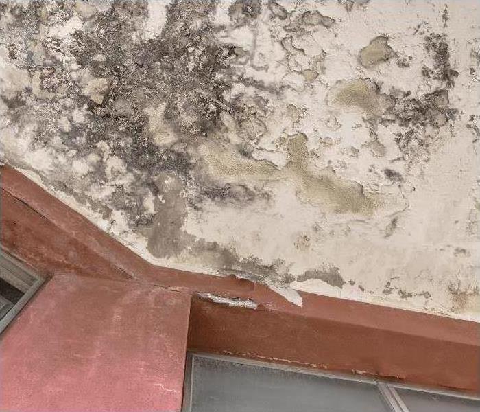 Mold growth on the ceiling of a North Tampa home.